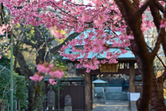 おかめ桜