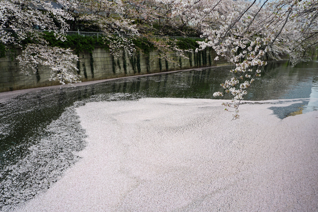花筏
