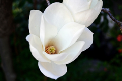 花びらに守られて