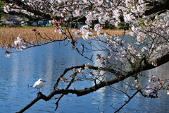 不忍池の桜