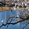不忍池の桜