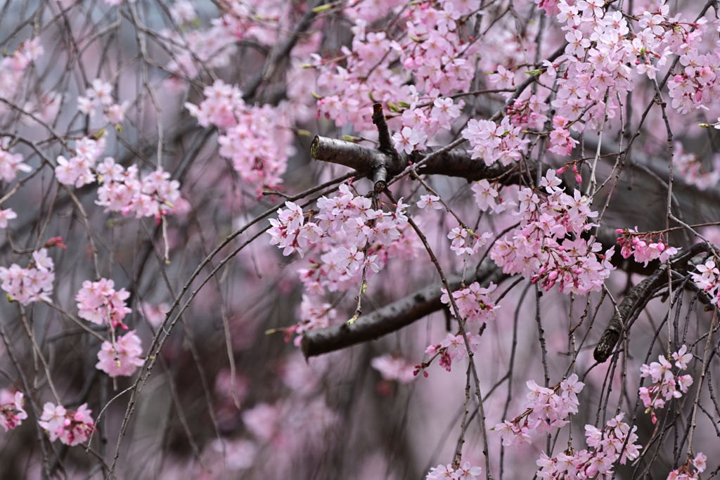 枝垂れ桜　2