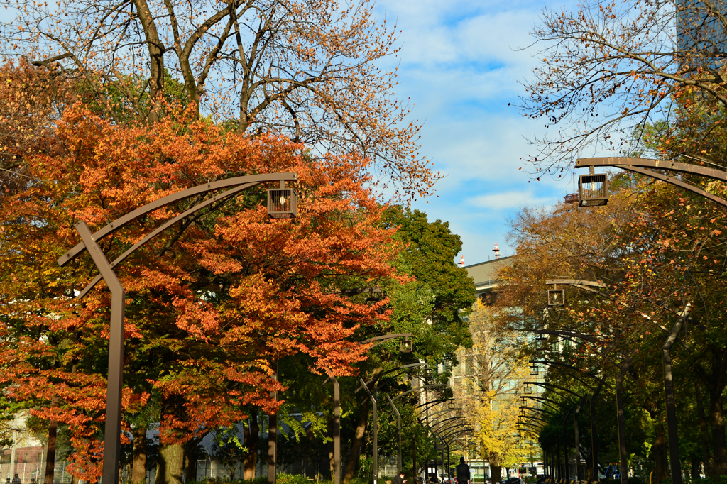 芝公園の紅葉