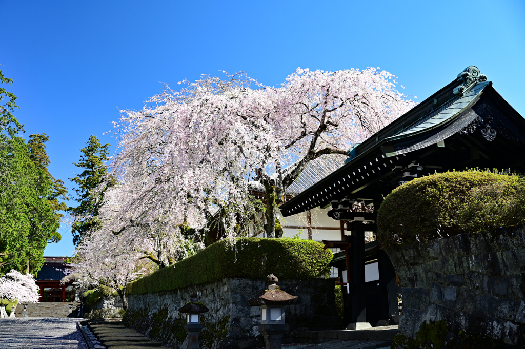 大石寺の枝垂れ桜