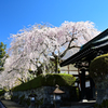 大石寺の枝垂れ桜