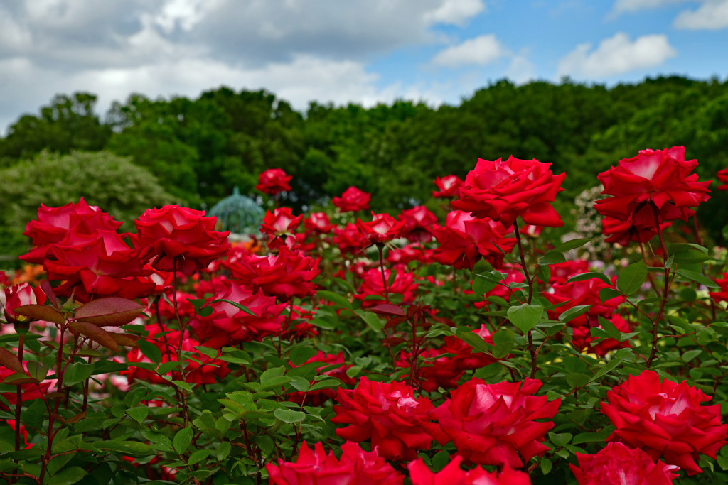 京成バラ園 赤い薔薇 by shuu2 （ID：8715148） - 写真共有サイト