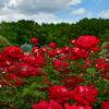 京成バラ園　赤い薔薇