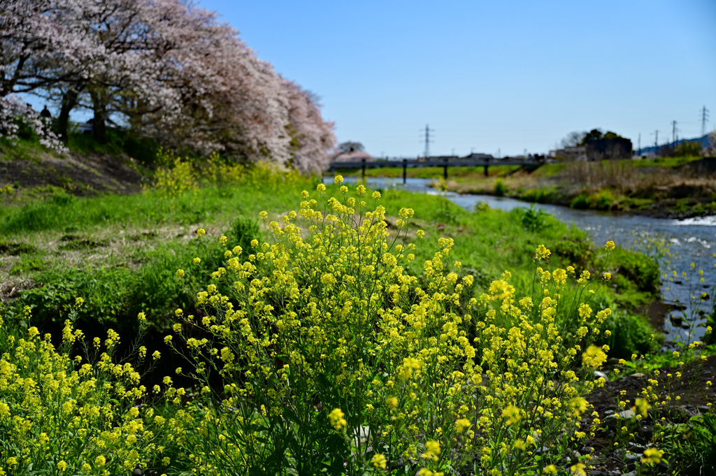 菜の花