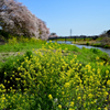 菜の花