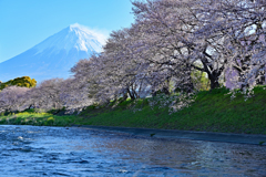 龍厳淵とサクラ