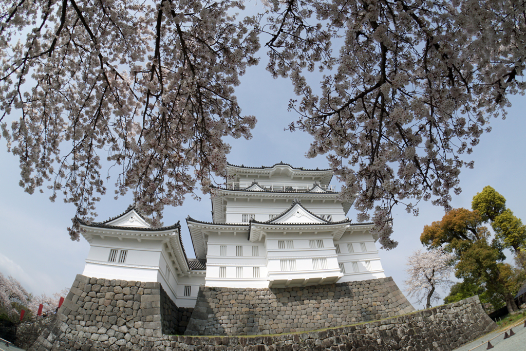 満開の小田原城2