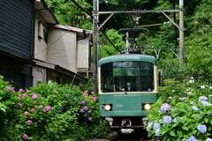 江ノ電と紫陽花