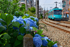 世田谷線とアジサイ　4