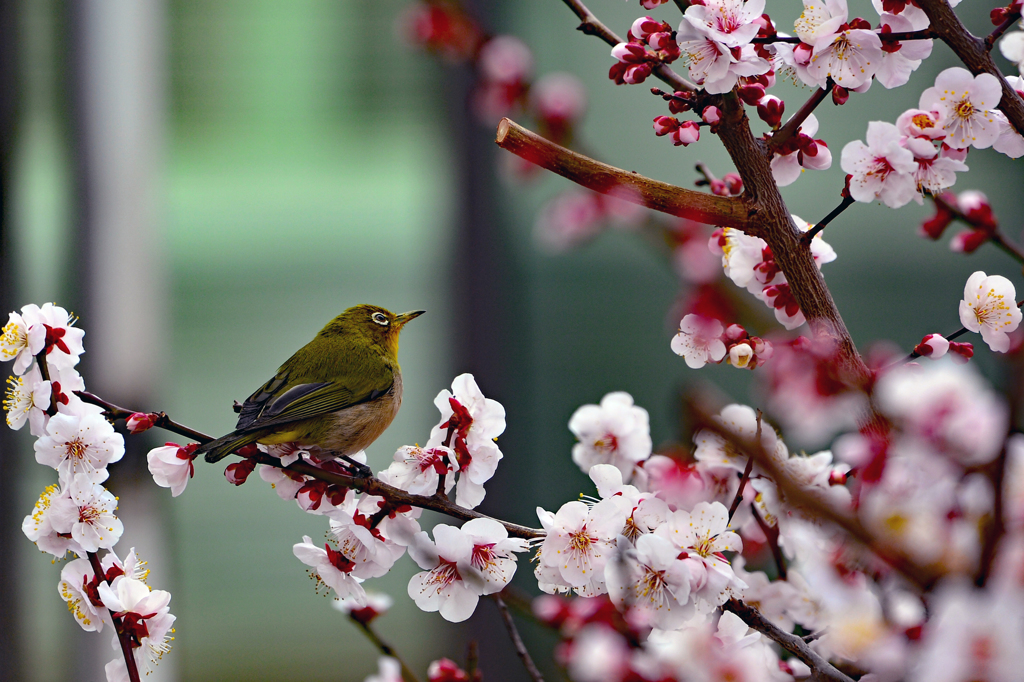 次はどれにしょうかな