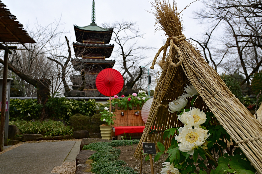 ぼたんと五重塔