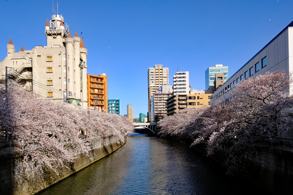 目黒川春爛漫