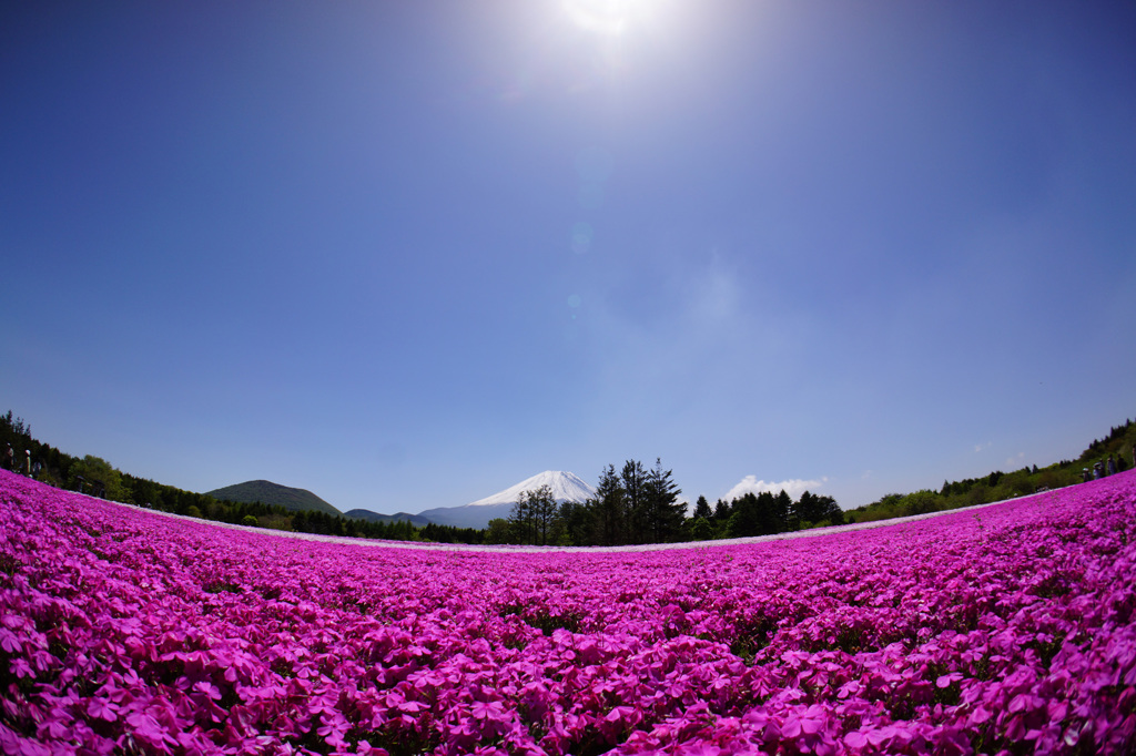 芝桜に包まれて