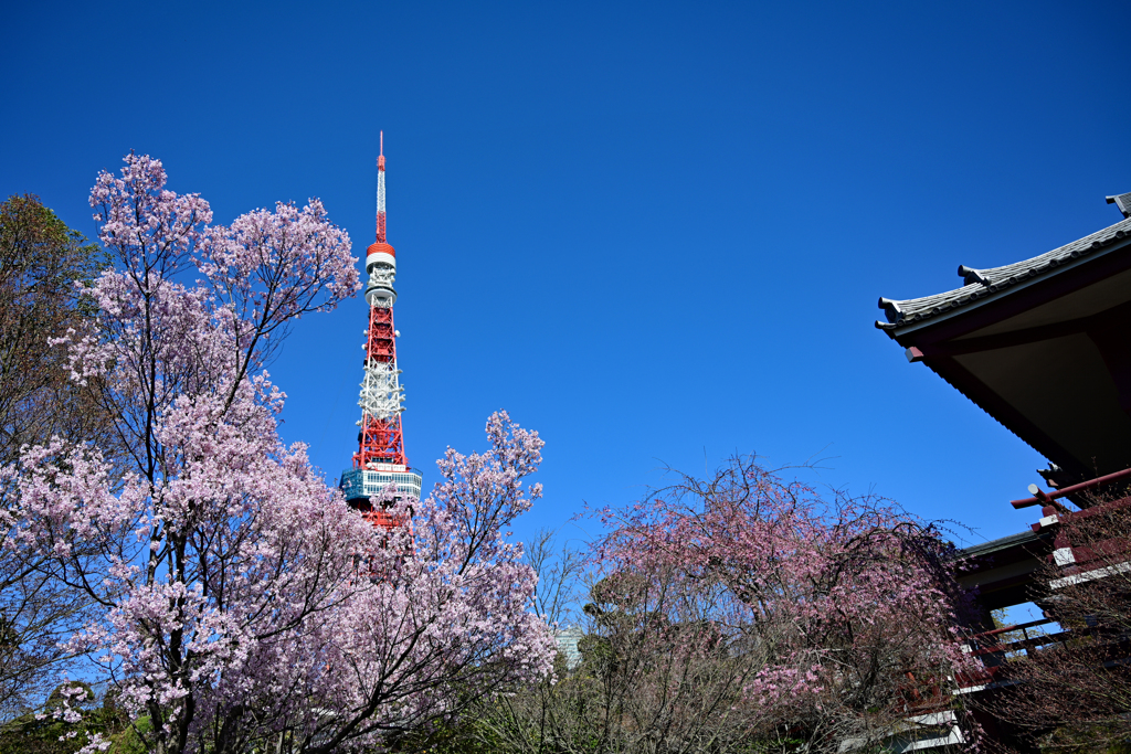 桜のおめかし