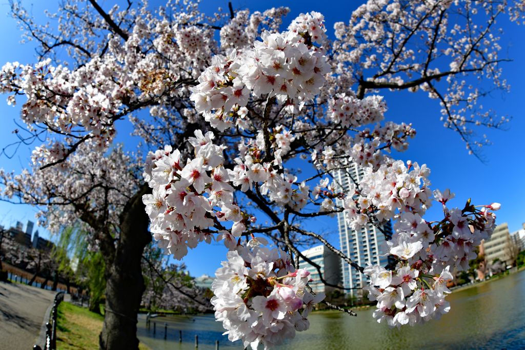 桜