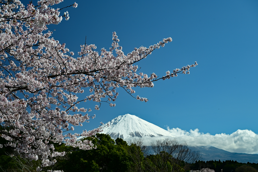 富士山と桜