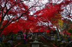 天まで届く紅葉