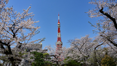 増上寺と桜とタワーと