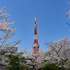 増上寺と桜とタワーと