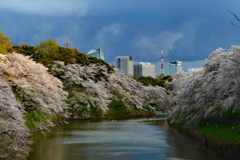 桜に囲まれて