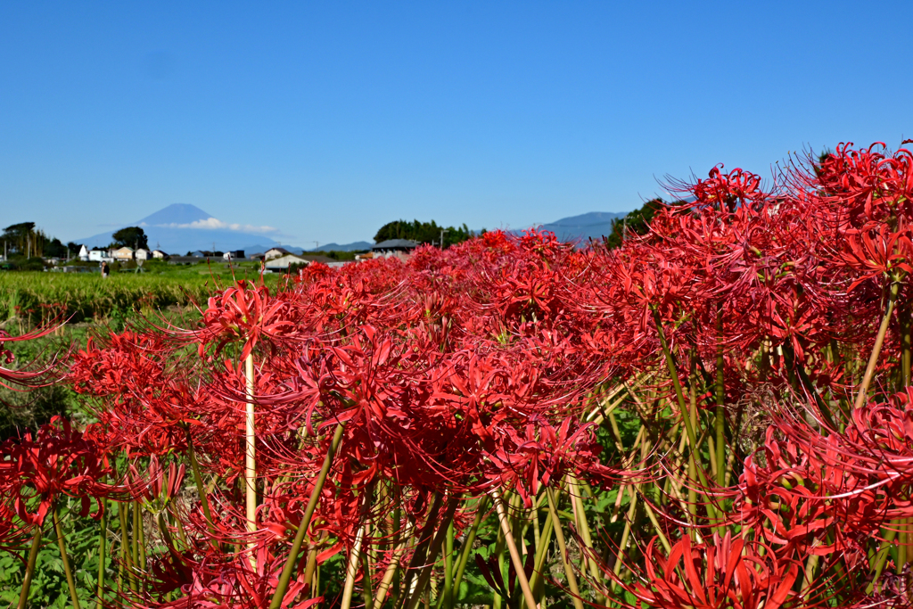 彼岸花と富士山
