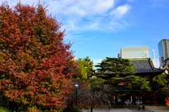 紅葉の増上寺