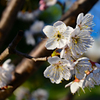 カラミ桜