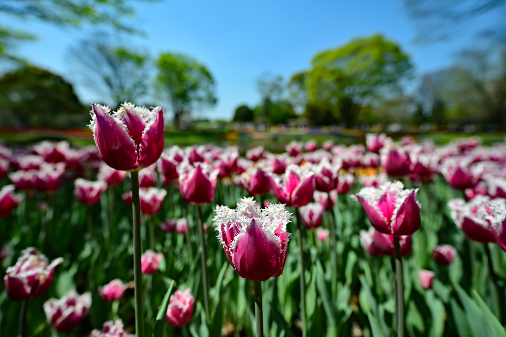 昭和記念公園のチューリップ