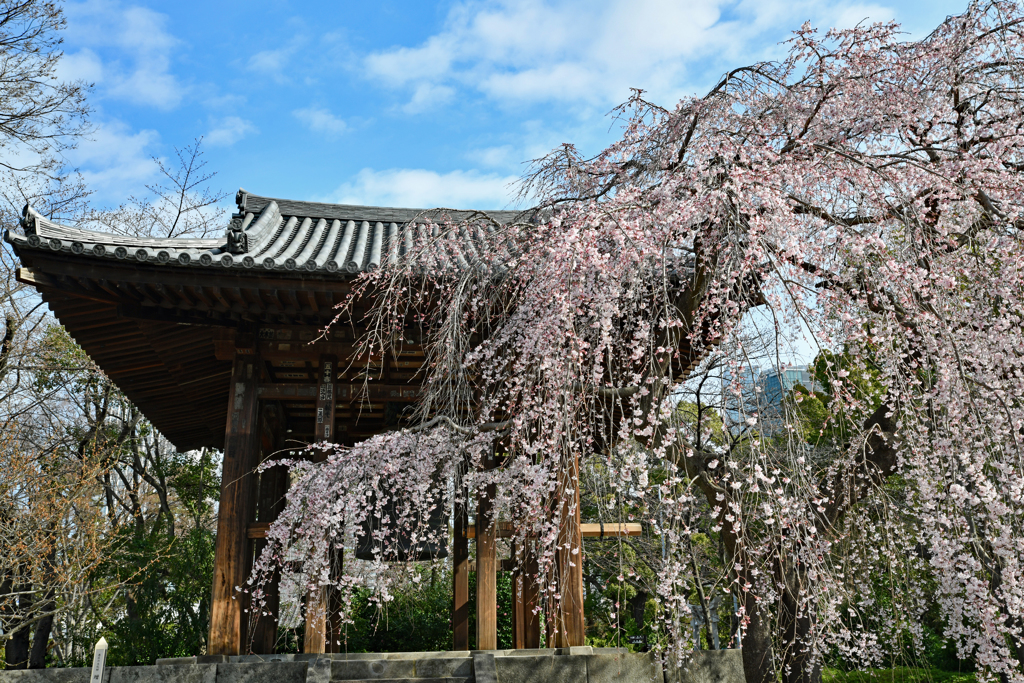 増上寺 鐘突堂と枝垂れ桜 By Shuu2 Id 写真共有サイト Photohito 増上寺 鐘突堂と枝垂れ桜 By Shuu2 Id 写真共有サイト Photohito