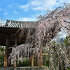 増上寺　鐘突堂と枝垂れ桜