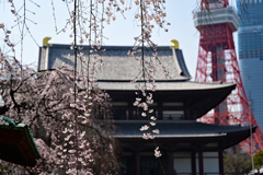 増上寺と枝垂れ桜