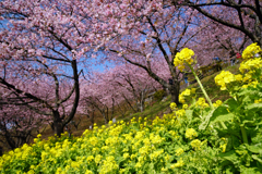 菜の花と河津桜