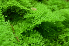 よーく見ると　ハート？