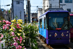 三ノ輪橋のバラと都電