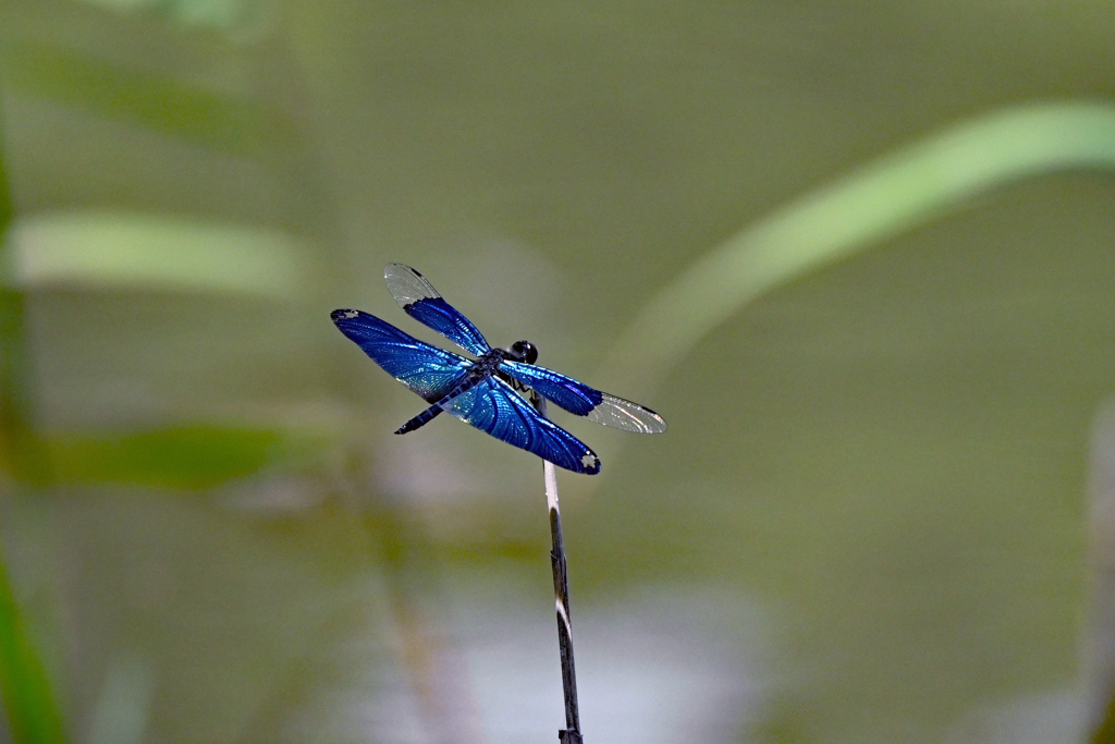 チョウトンボ Ⅱ