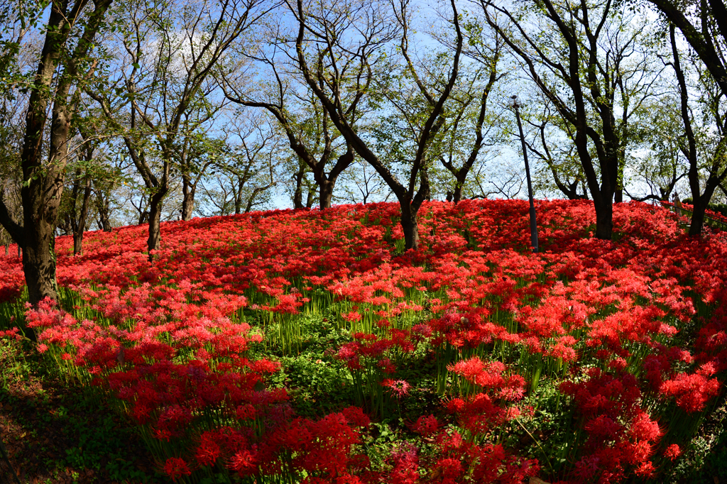 権現堂の彼岸花