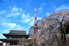 タワーとコラボ