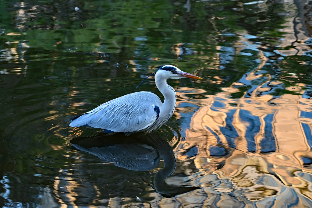 もう一羽の白鷺