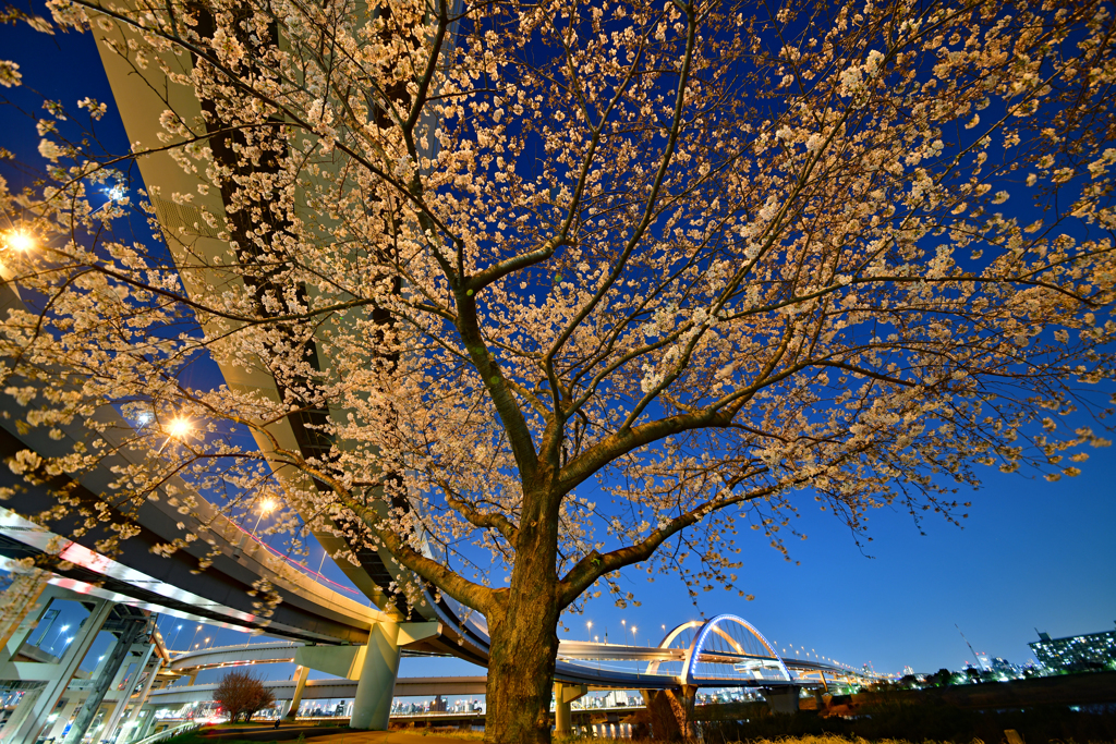 五色桜大橋　Ⅲ
