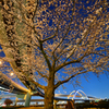 五色桜大橋　Ⅲ