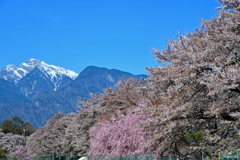 眞原の桜