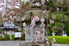 枝垂れ桜 