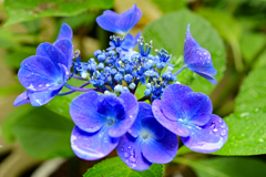 紫陽花