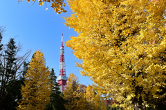 銀杏とタワー