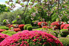 ツツジと八重桜