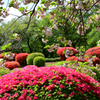 ツツジと八重桜